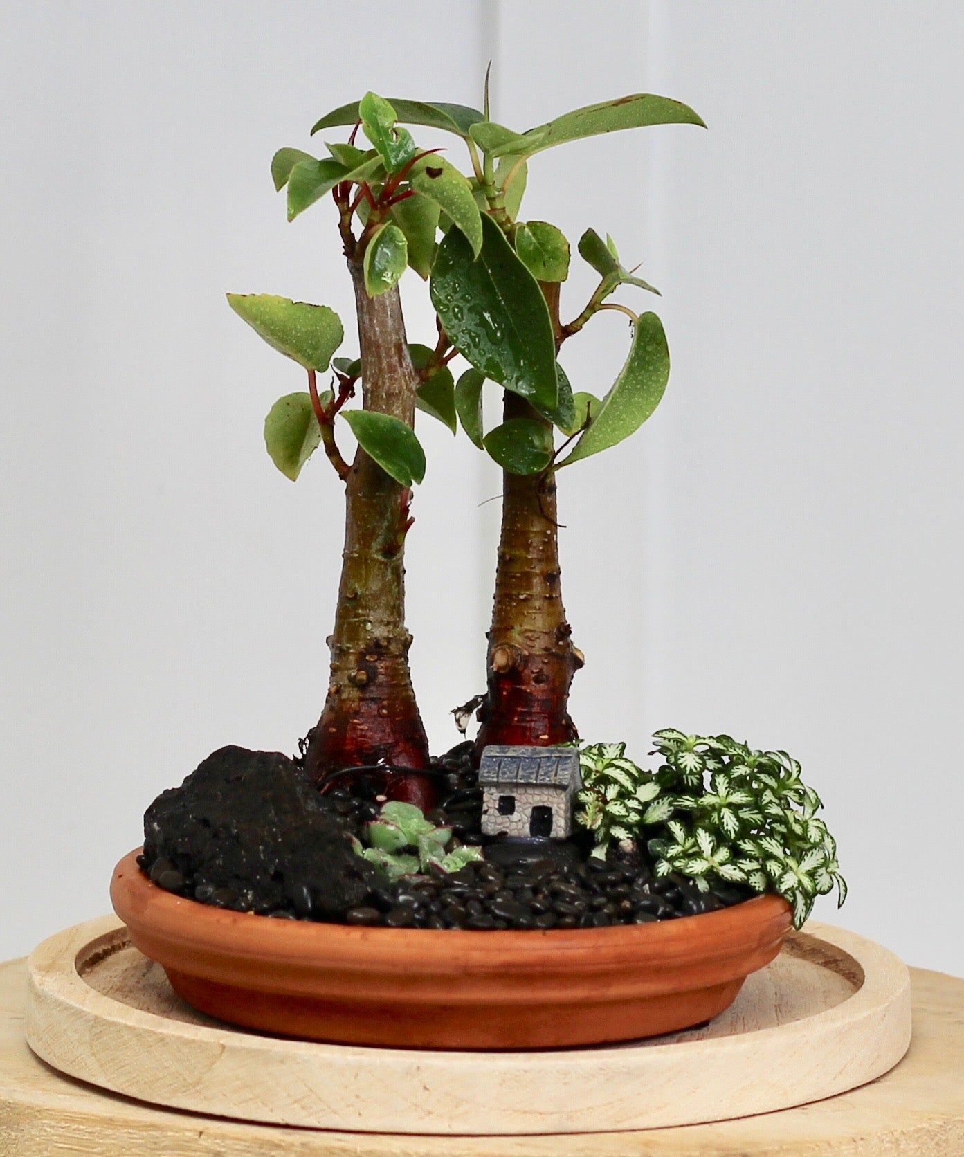 Bonsai Terrarium - Port Jackson Fig Forrest - 30cm