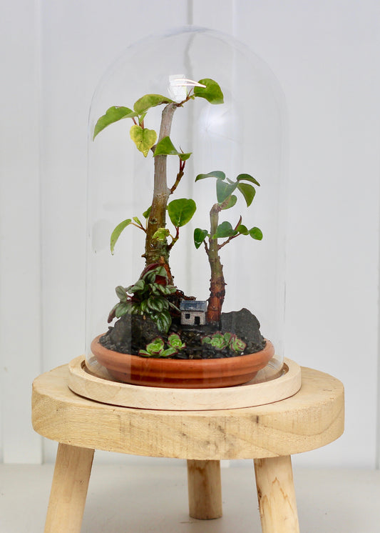 Bonsai Terrarium - Port Jackson Fig Forrest - 30cm