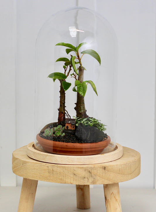 Bonsai Terrarium - Port Jackson Fig Forrest - 30cm