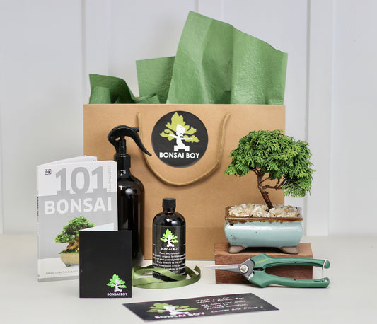 Bonsai Starter Kit- Conifer - 16cm