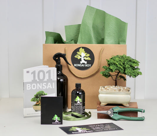 Bonsai Starter Kit- Conifer - 16cm