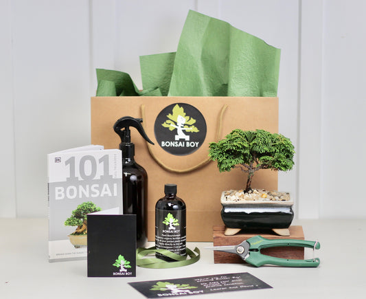 Bonsai Starter Kit- Conifer - 16cm