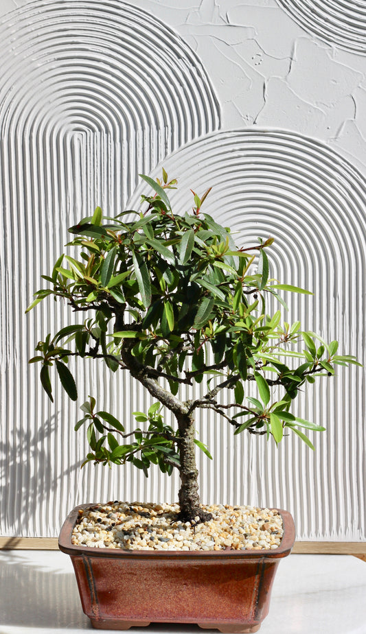 Bonsai - Pyracantha - Chloe - 37cm