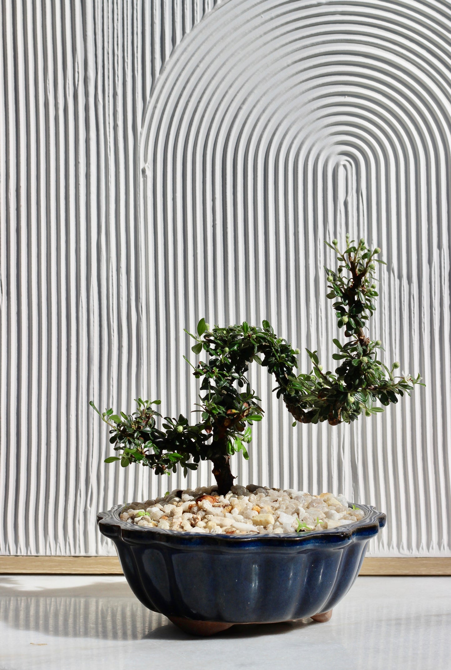 Bonsai - Cotoneaster - Evie - 25cm