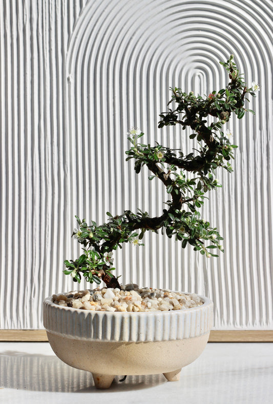 Bonsai - Cotoneaster - Poppy - 29cm