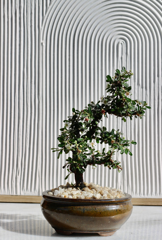 Bonsai - Cotoneaster - Cleo - 21cm