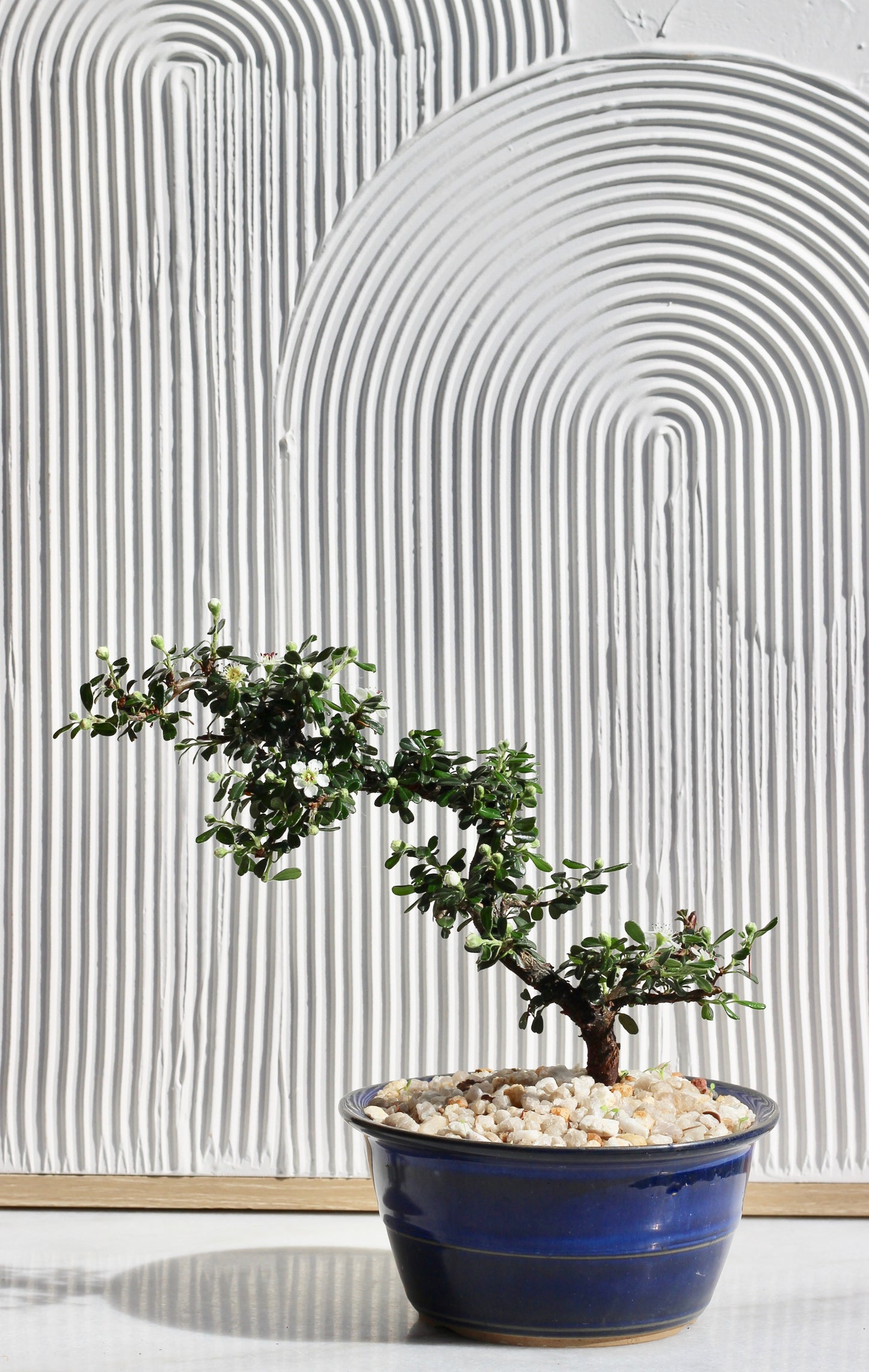 Bonsai - Cotoneaster - Bella - 28cm