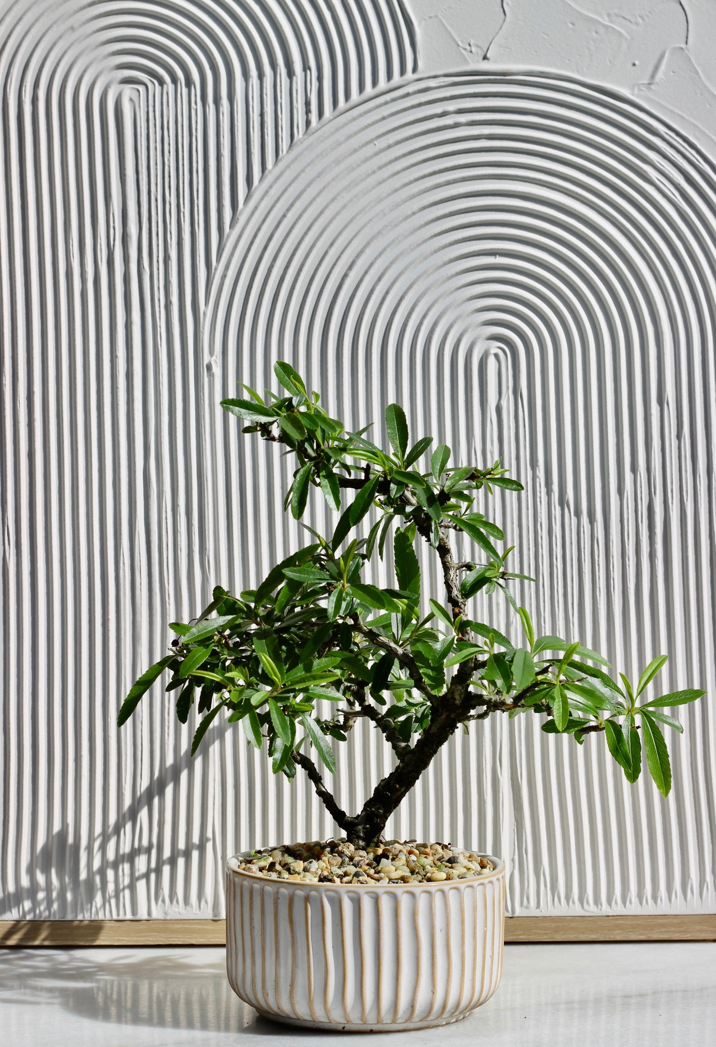 Bonsai - Pyracantha - Chloe - 25cm