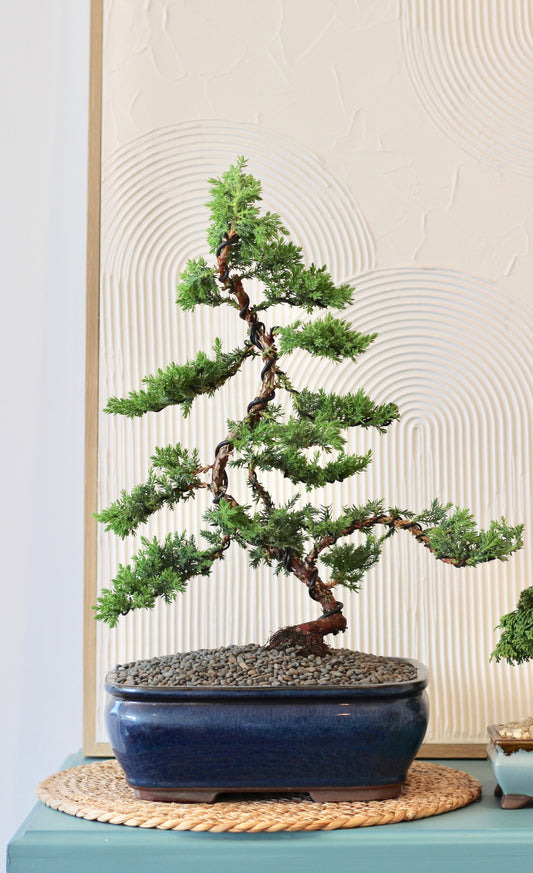 Bonsai - Upright Juniper - Kai - 52cm