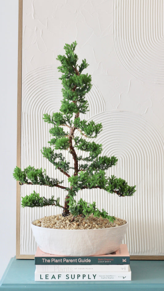 Bonsai - Upright Juniper - Olivia - 52cm