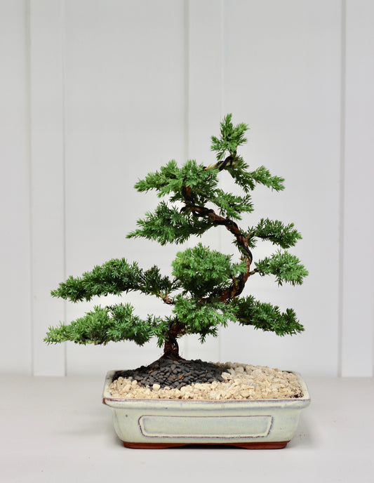 Bonsai - Upright Juniper - Nala - 30cm