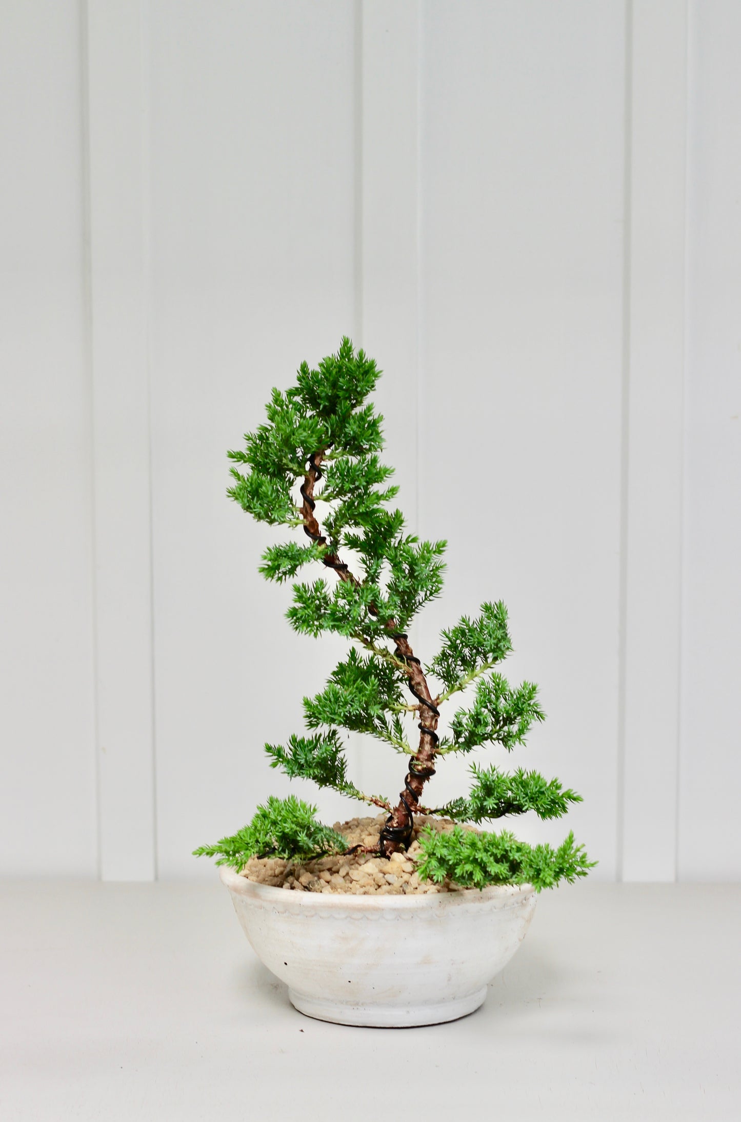 Bonsai - Upright Juniper - Rae - 40cm