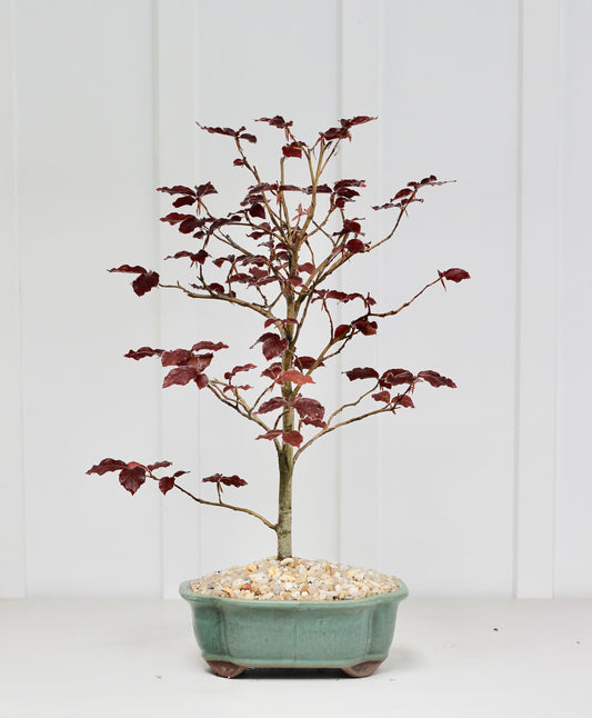 Bonsai - Copper Beech - Ruby - 47cm