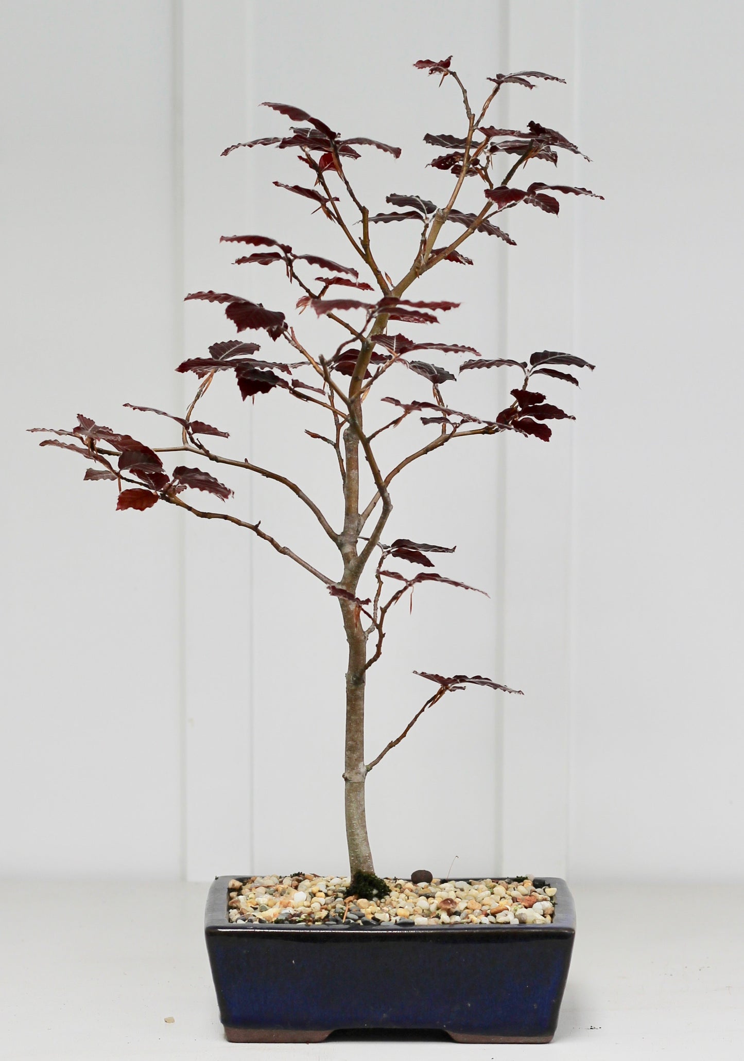 Bonsai - Copper Beech - Crimson - 47cm