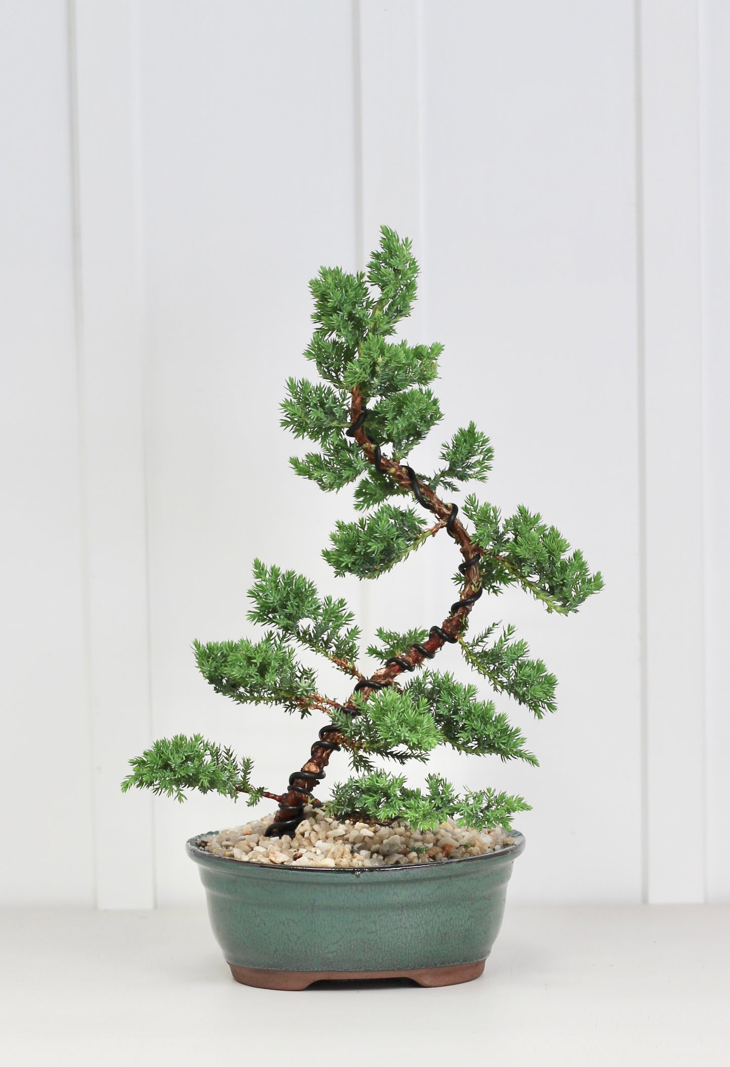 Bonsai - Semi Upright Juniper - Lara - 37cm