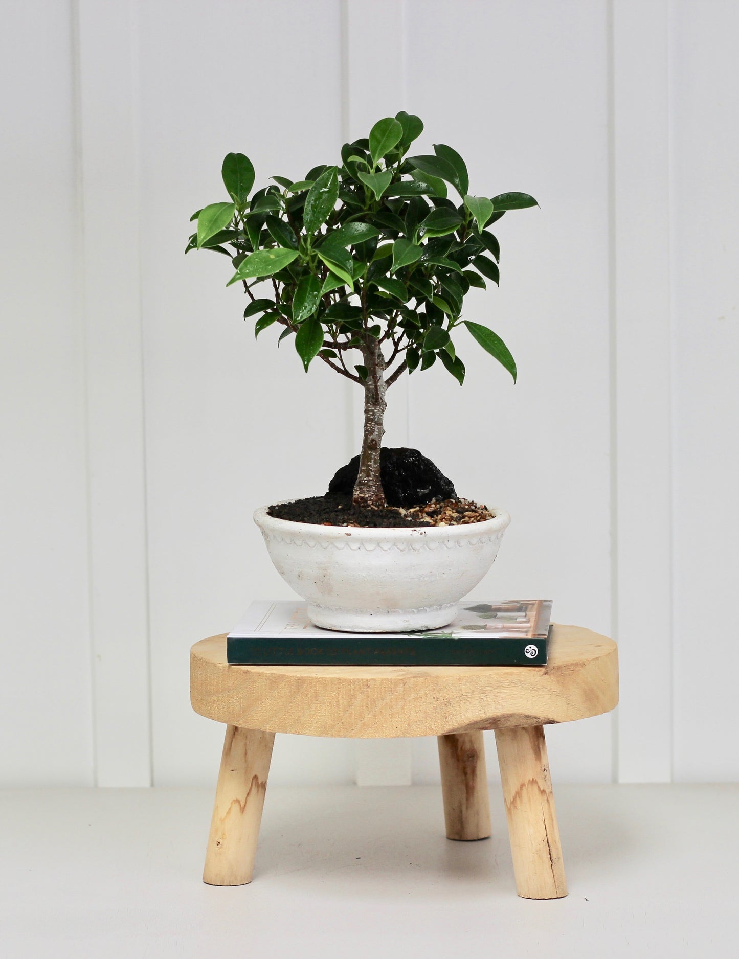 Bonsai - Port Jackson Fig - Denny - 33cm