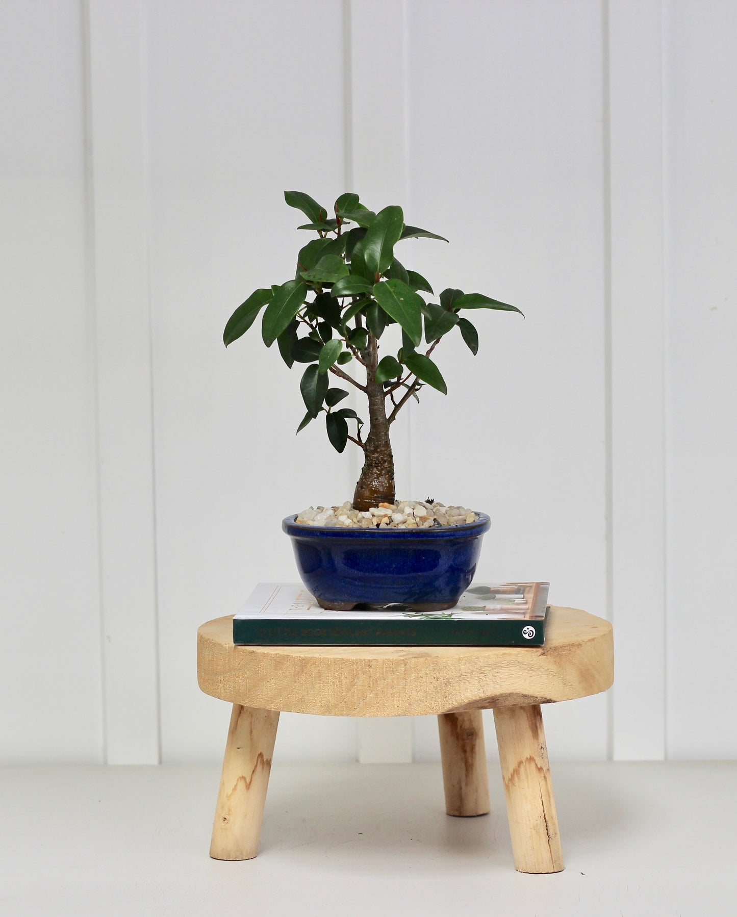 Bonsai - Port Jackson Fig - Ned - 28cm