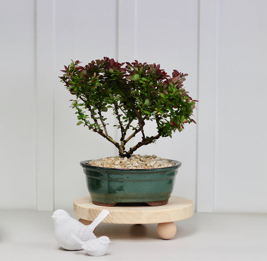 Bonsai - Barberis Thunbergii - Sarah - 30cm