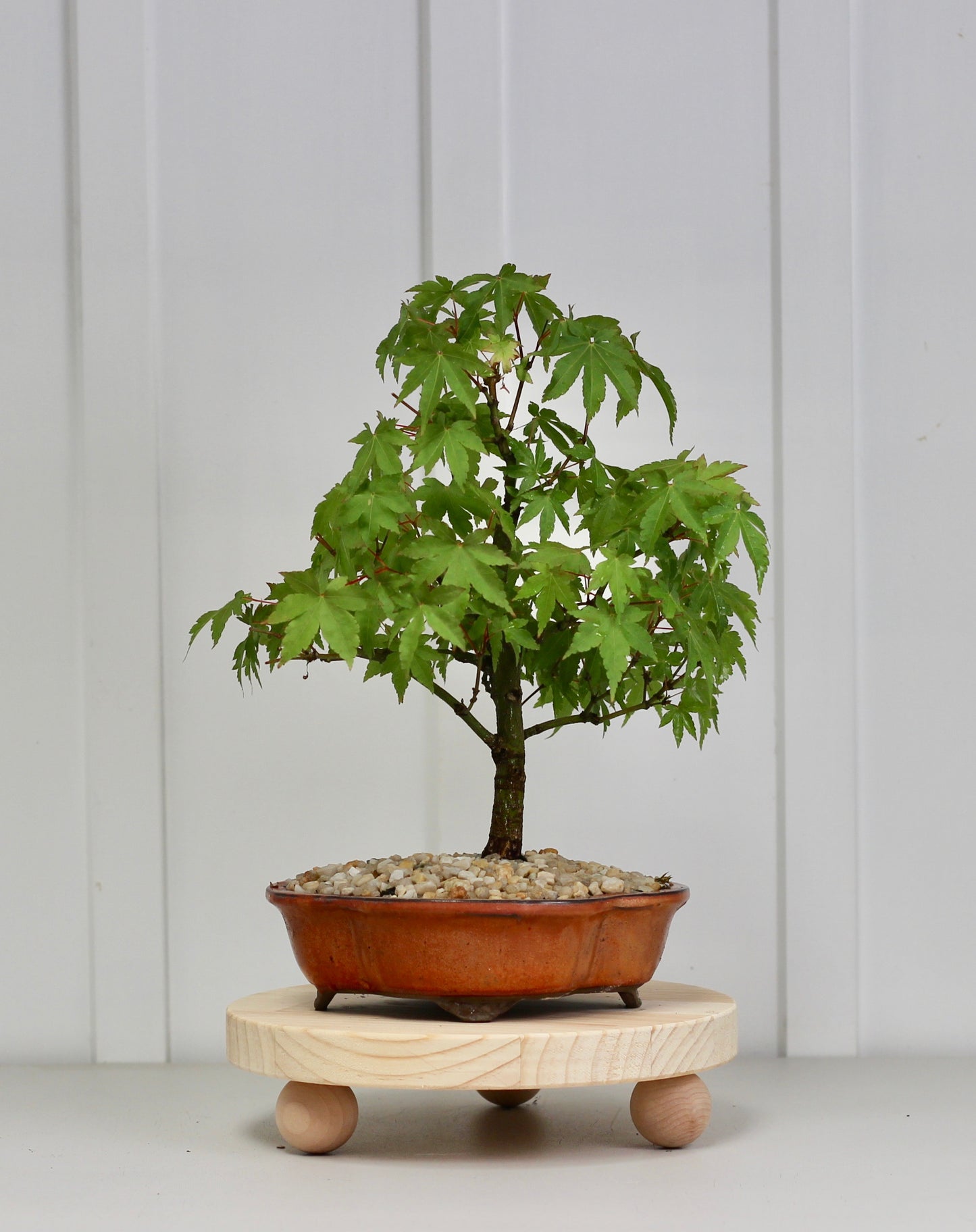 Bonsai - Japanese Maple - Cleo - 39cm