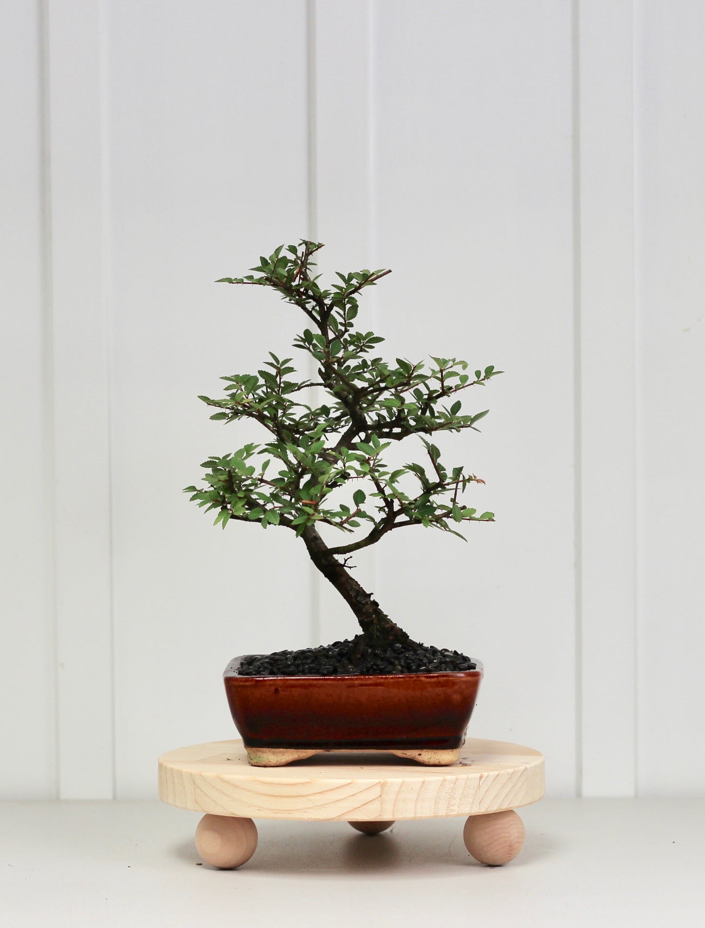 Bonsai - Chinese Elm - Theo - 34cm