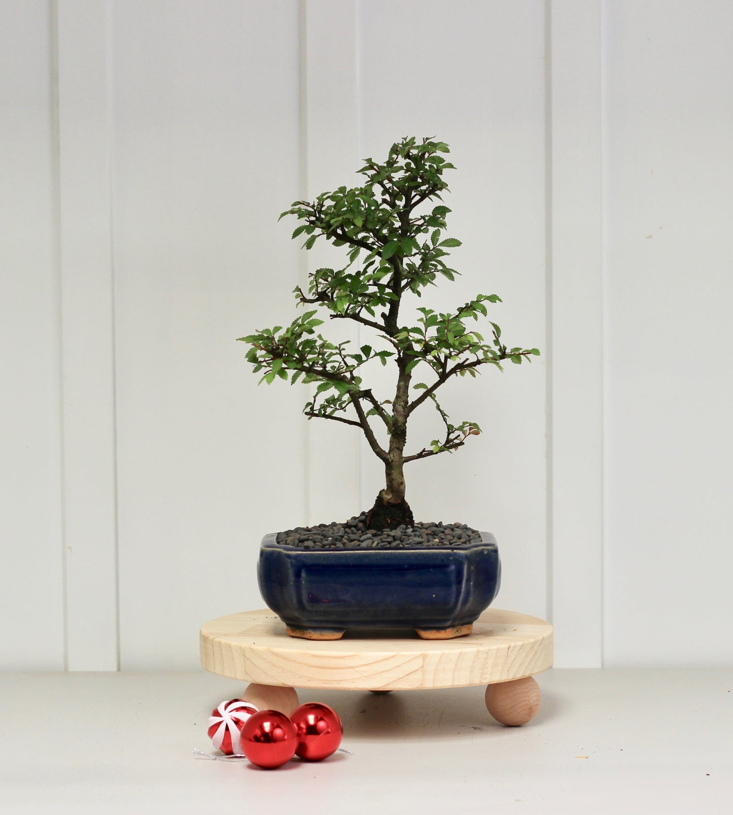 Bonsai - Chinese Elm - Olivia - 30cm