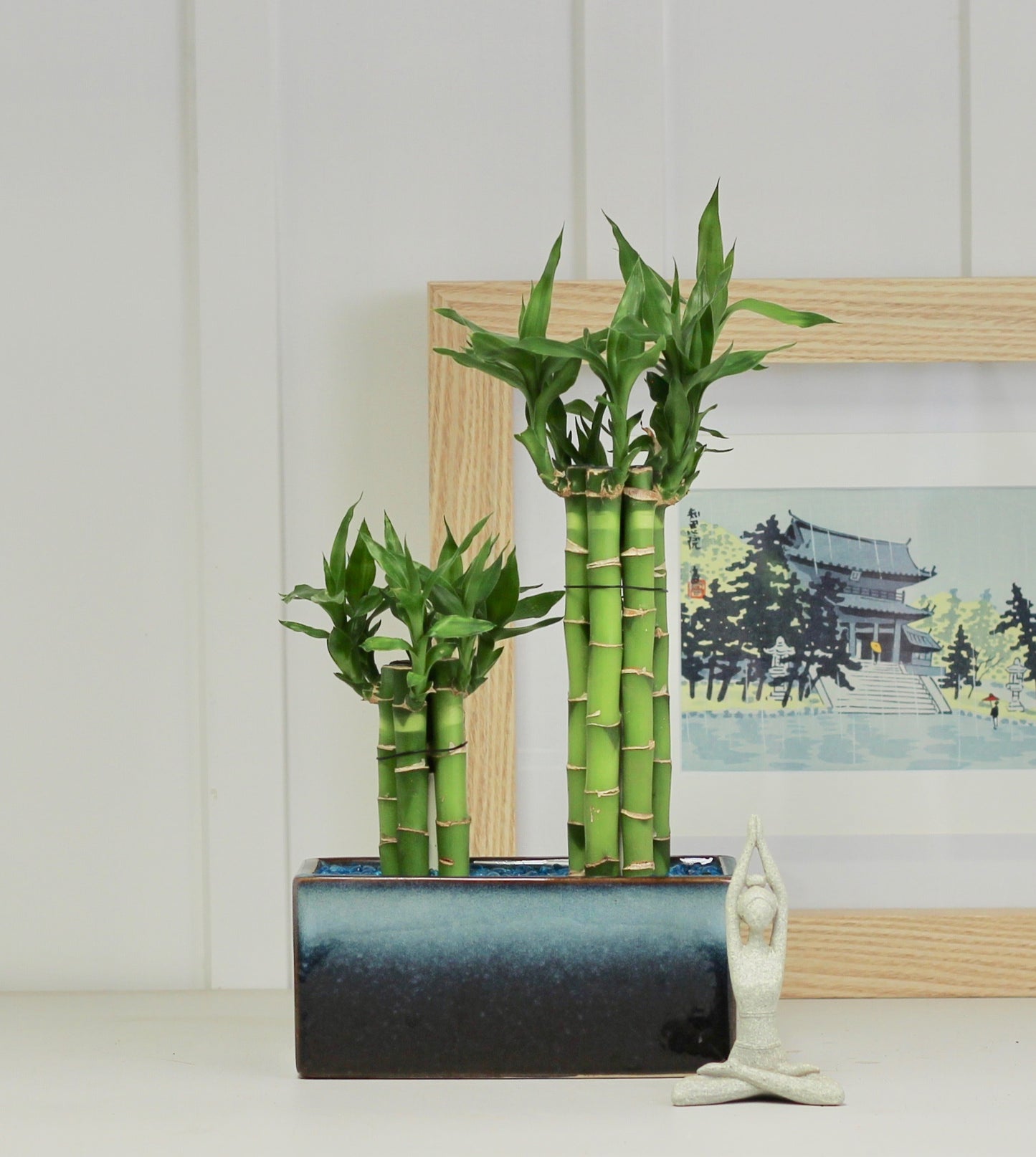 Lucky Bamboo - Kenko - 44cm