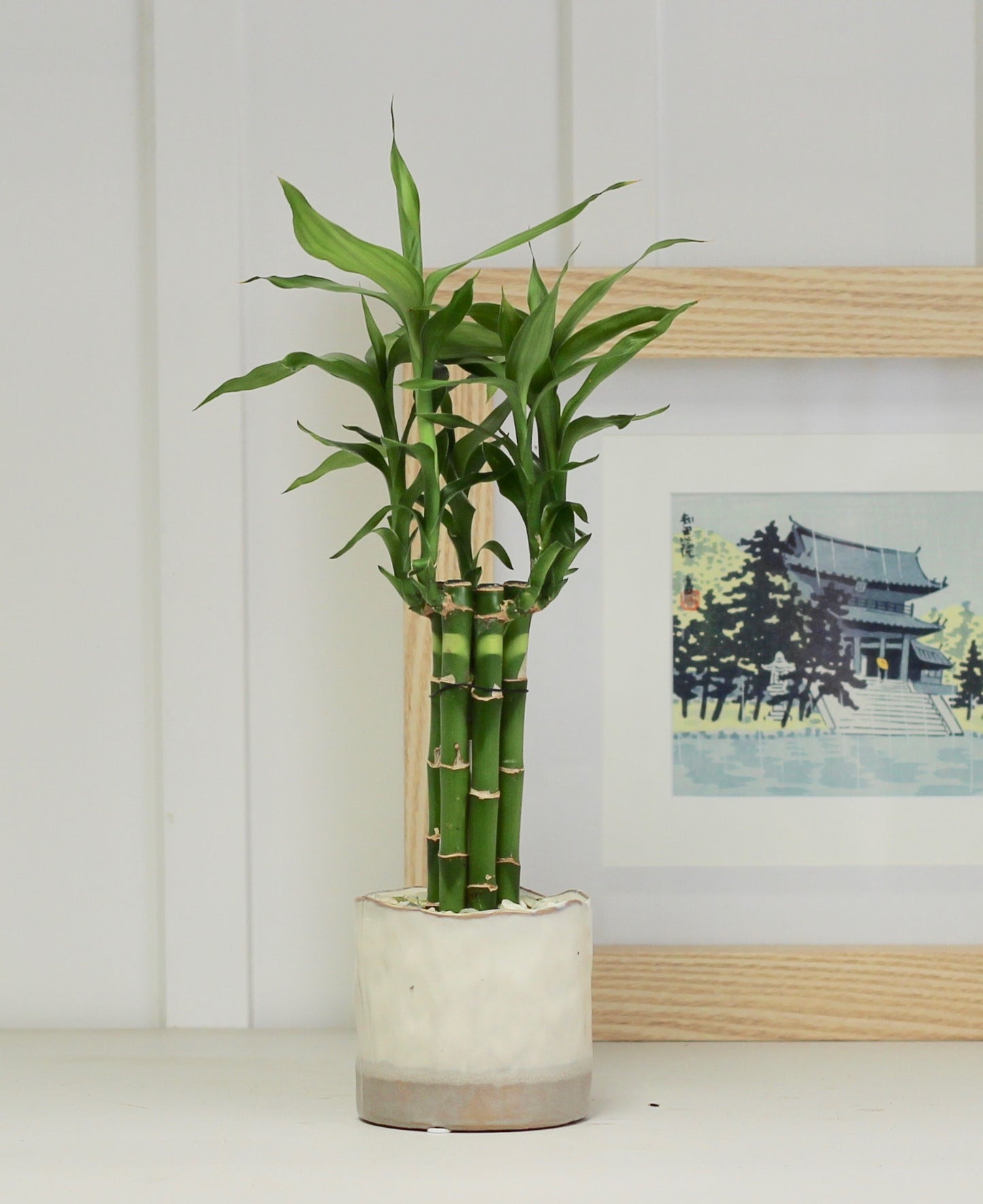 Lucky Bamboo - Kōunwoinoru - 44cm