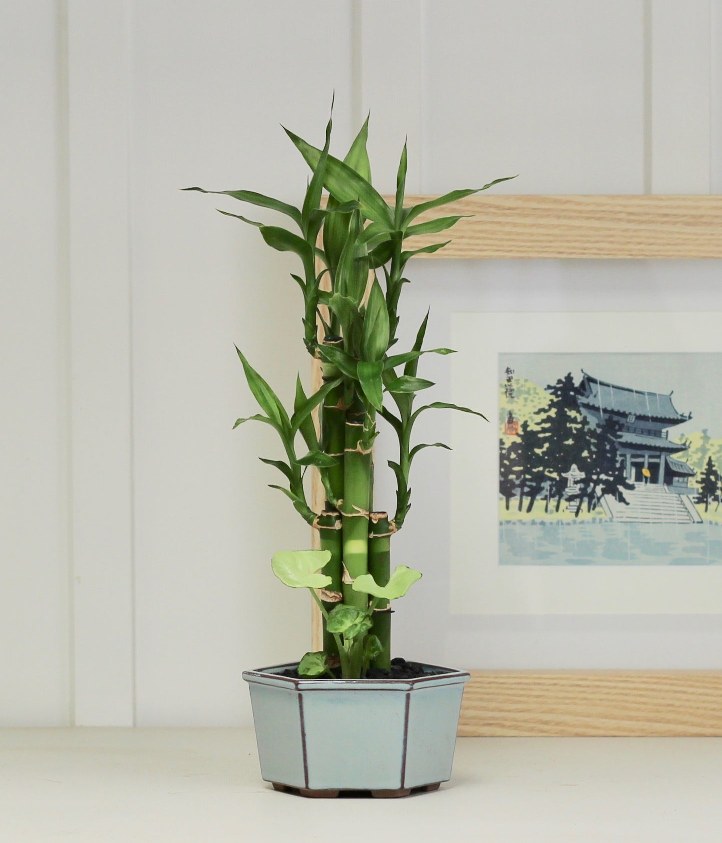 Lucky Bamboo - Yūjin ya kazoku no nintai - 44cm