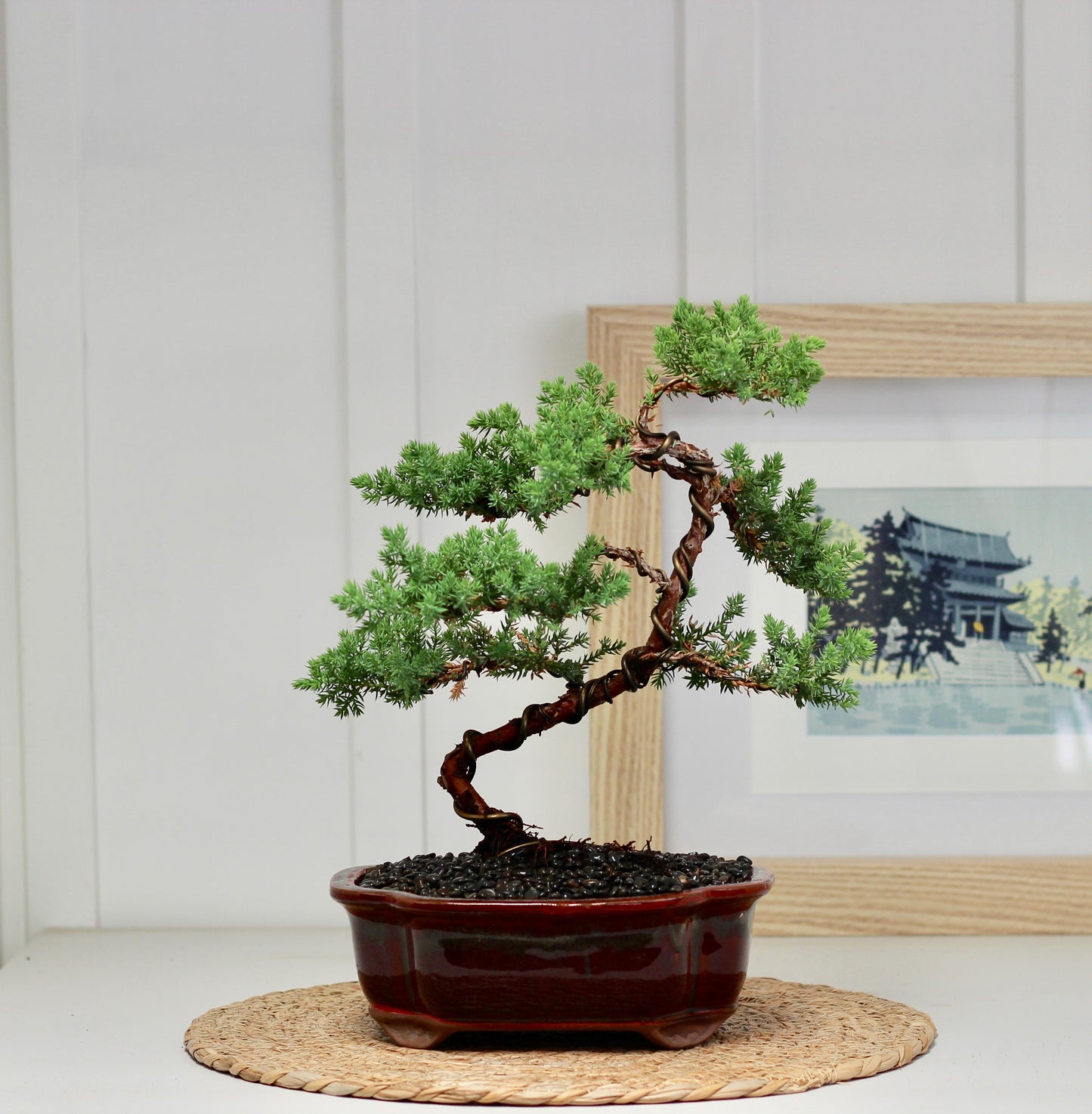 Bonsai - Semi Upright Juniper - Henny - 38cm