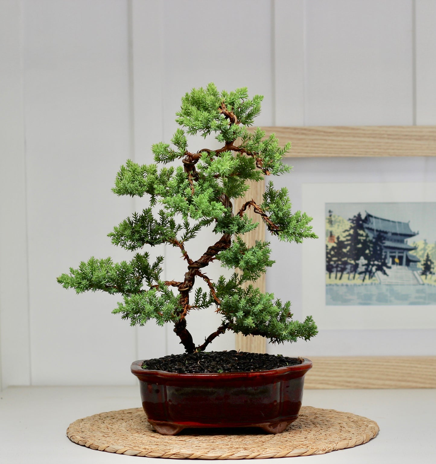 Bonsai - Semi Upright Juniper - Lexi - 38cm