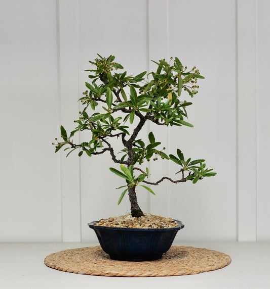 Bonsai - Pyracantha - Ned - 40cm