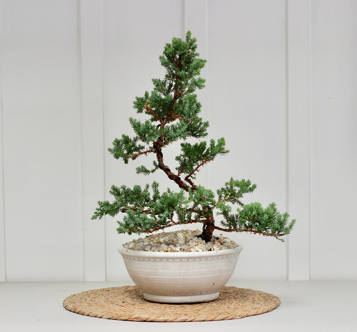 Bonsai - Semi Upright Juniper - Poppy - 43cm