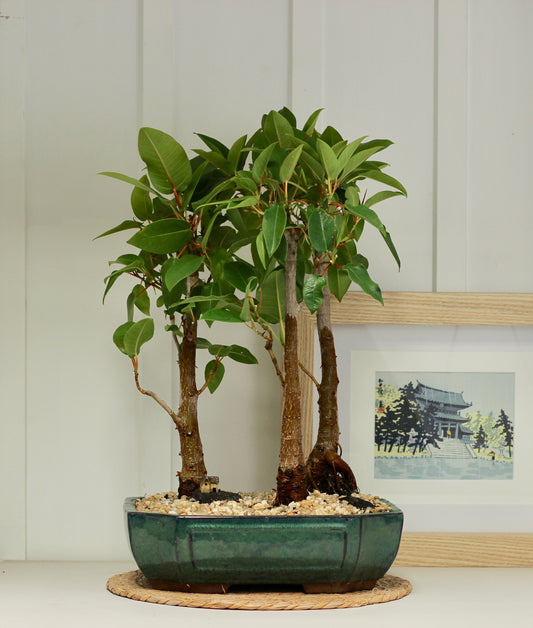 Bonsai - Port Jackson Fig Setting - 50cm