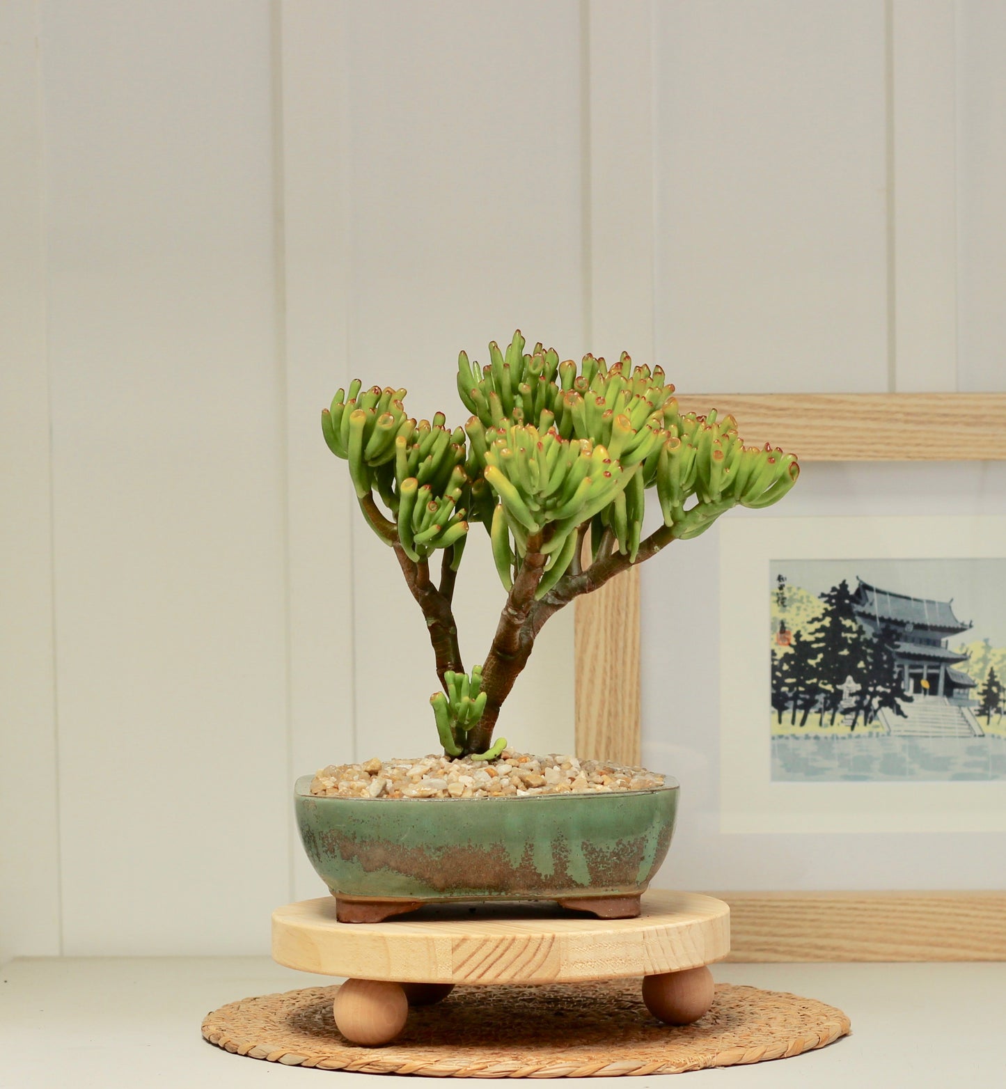 Bonsai -  Crassula - Nathan - 32cm