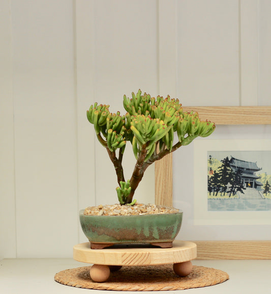 Bonsai -  Crassula - Nathan - 32cm