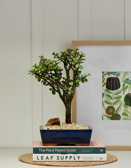 Bonsai -  Crassula Ovata - Nathan - 32cm