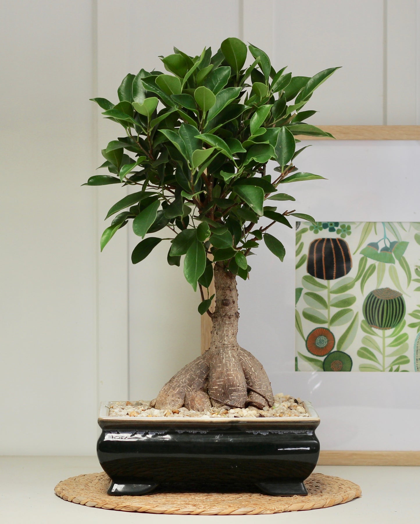 Bonsai - Port Jackson Fig - David - 47cm