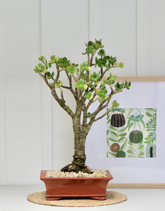 Bonsai - Crassula - Coco- 52cm