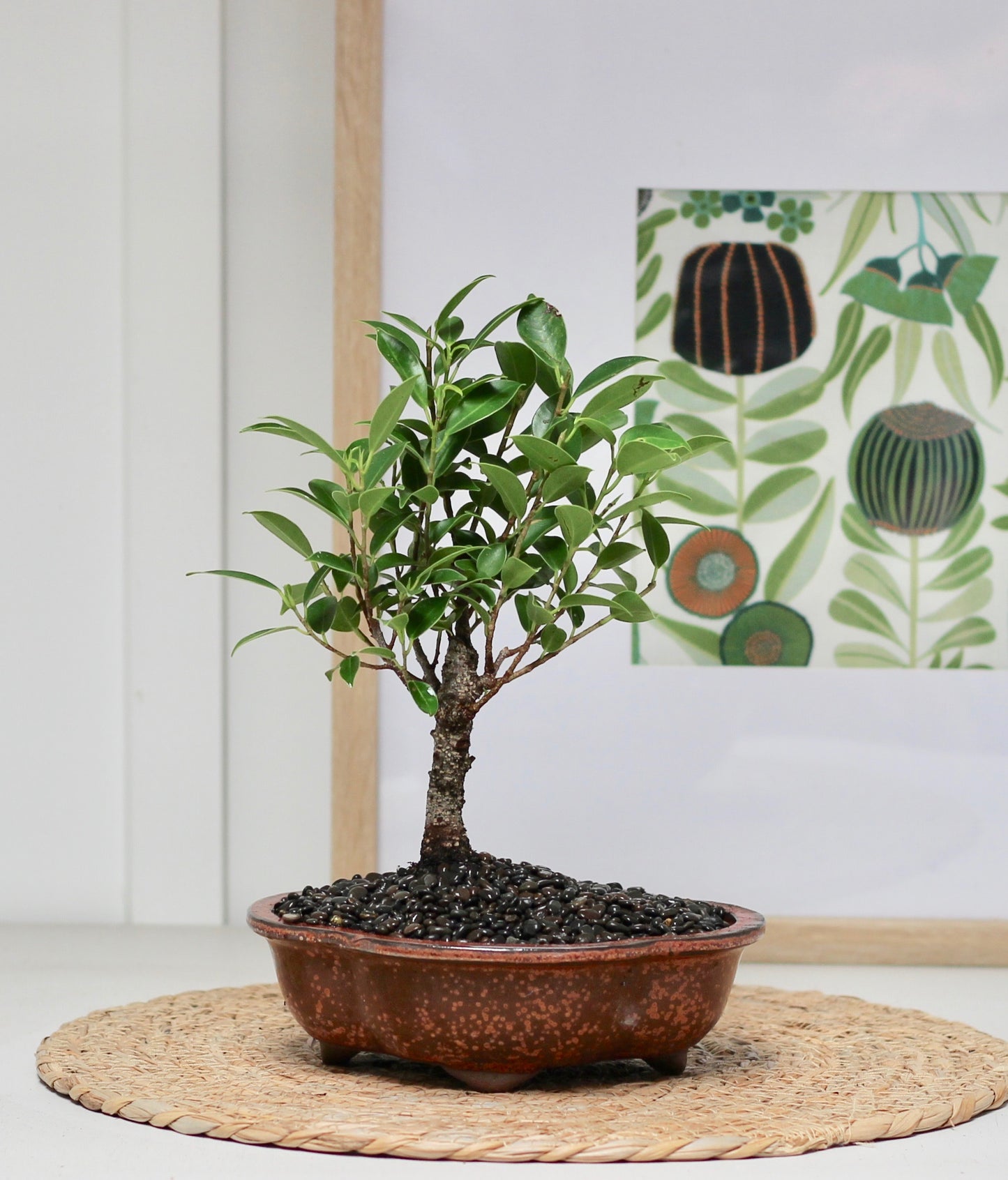 Bonsai - Port Jackson Fig - Oli - 28cm