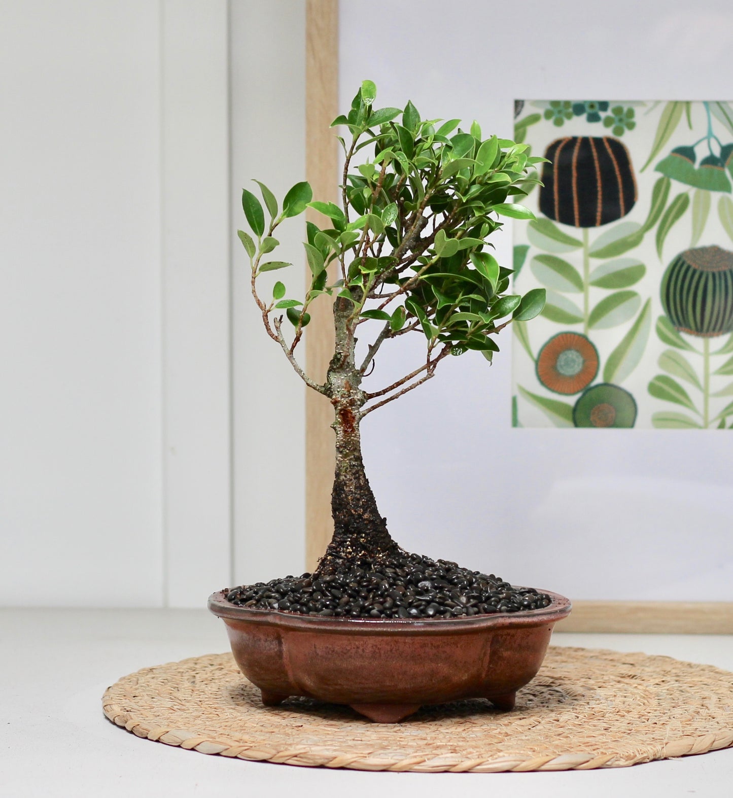 Bonsai - Port Jackson Fig - Olive - 29cm