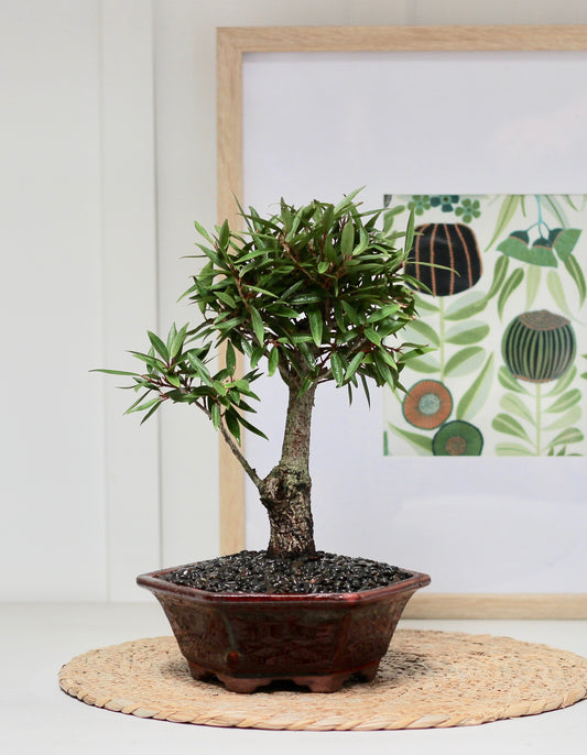 Bonsai - Willow Leaf Fig - Edith - 29cm