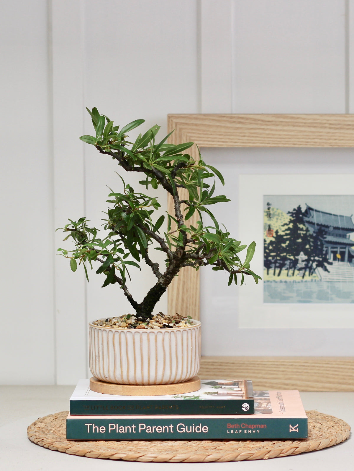 Bonsai - Pyracantha - Olivia - 30cm