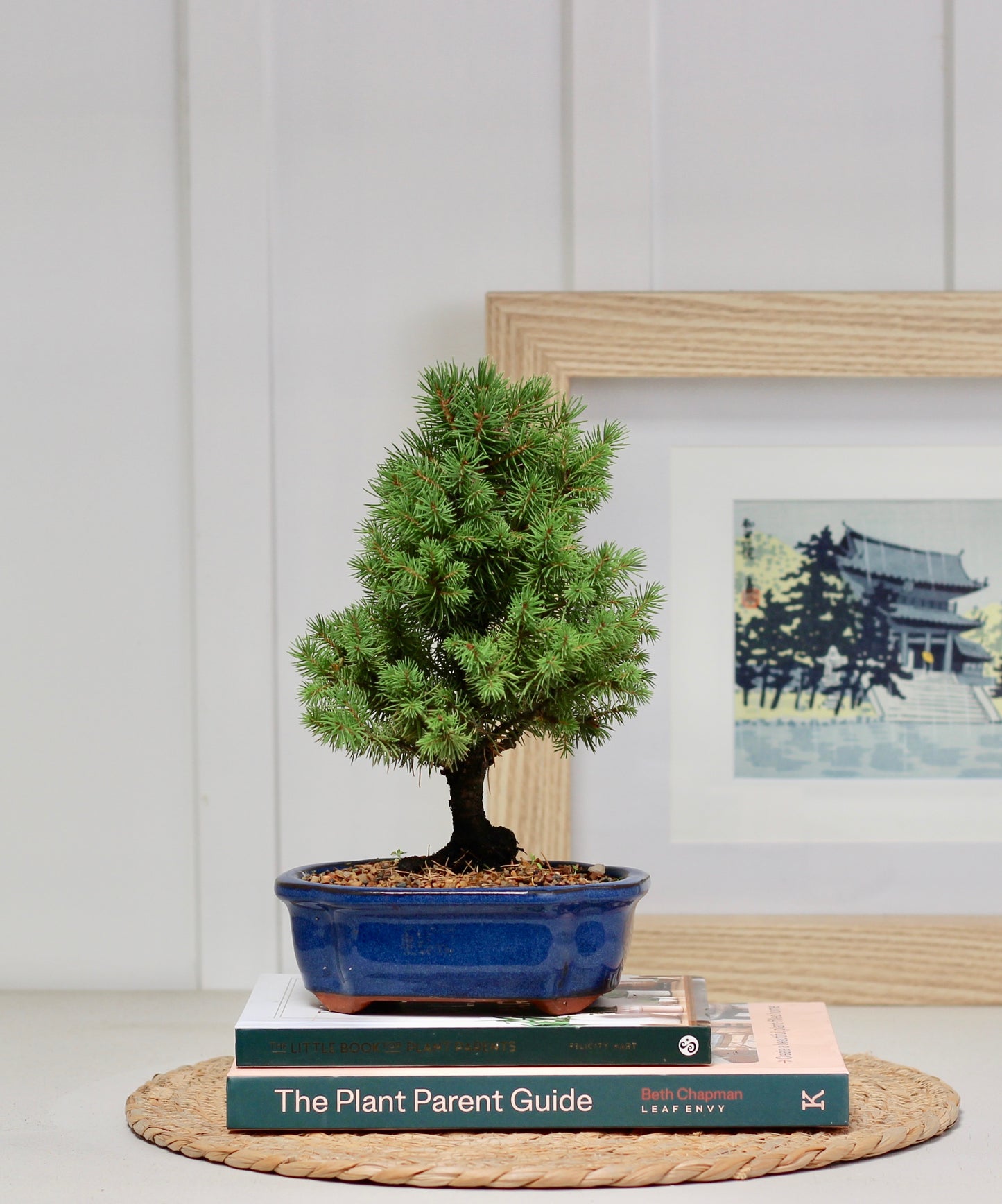 Bonsai - Picea - Lenni - 27cm