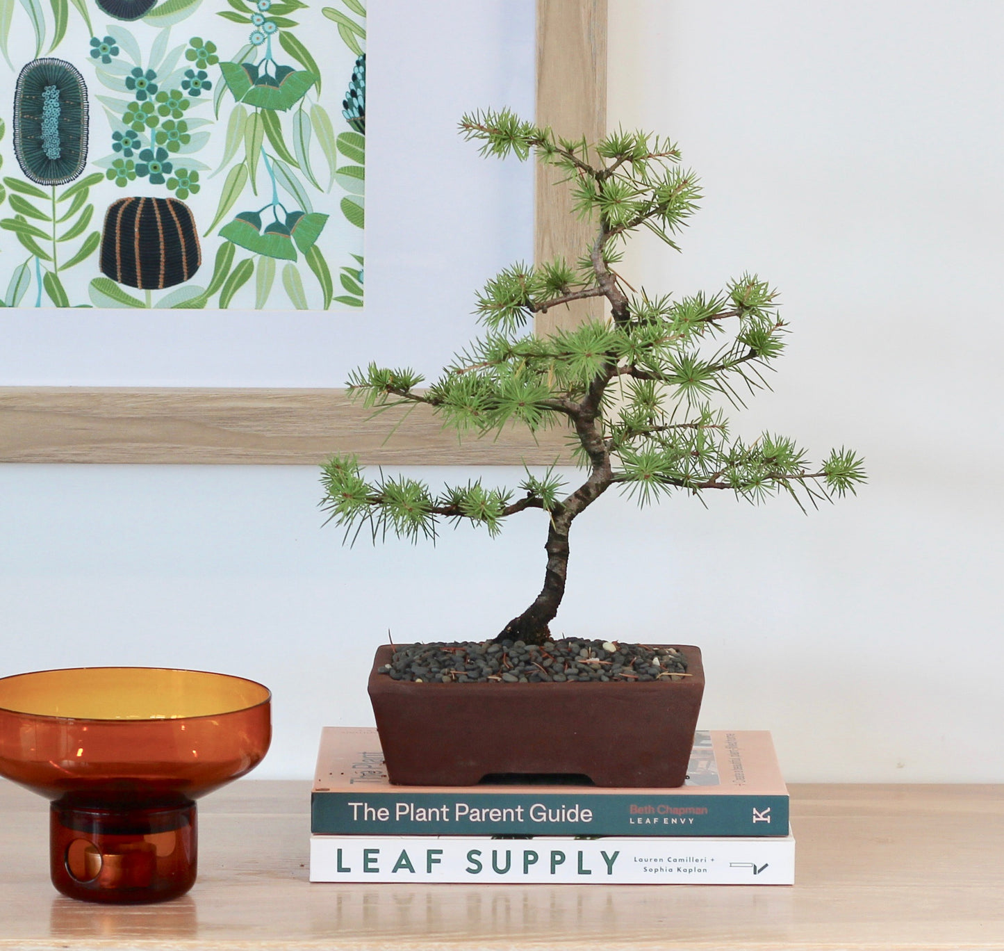 Bonsai - Atlantic Cedar - Maggie - 30cm