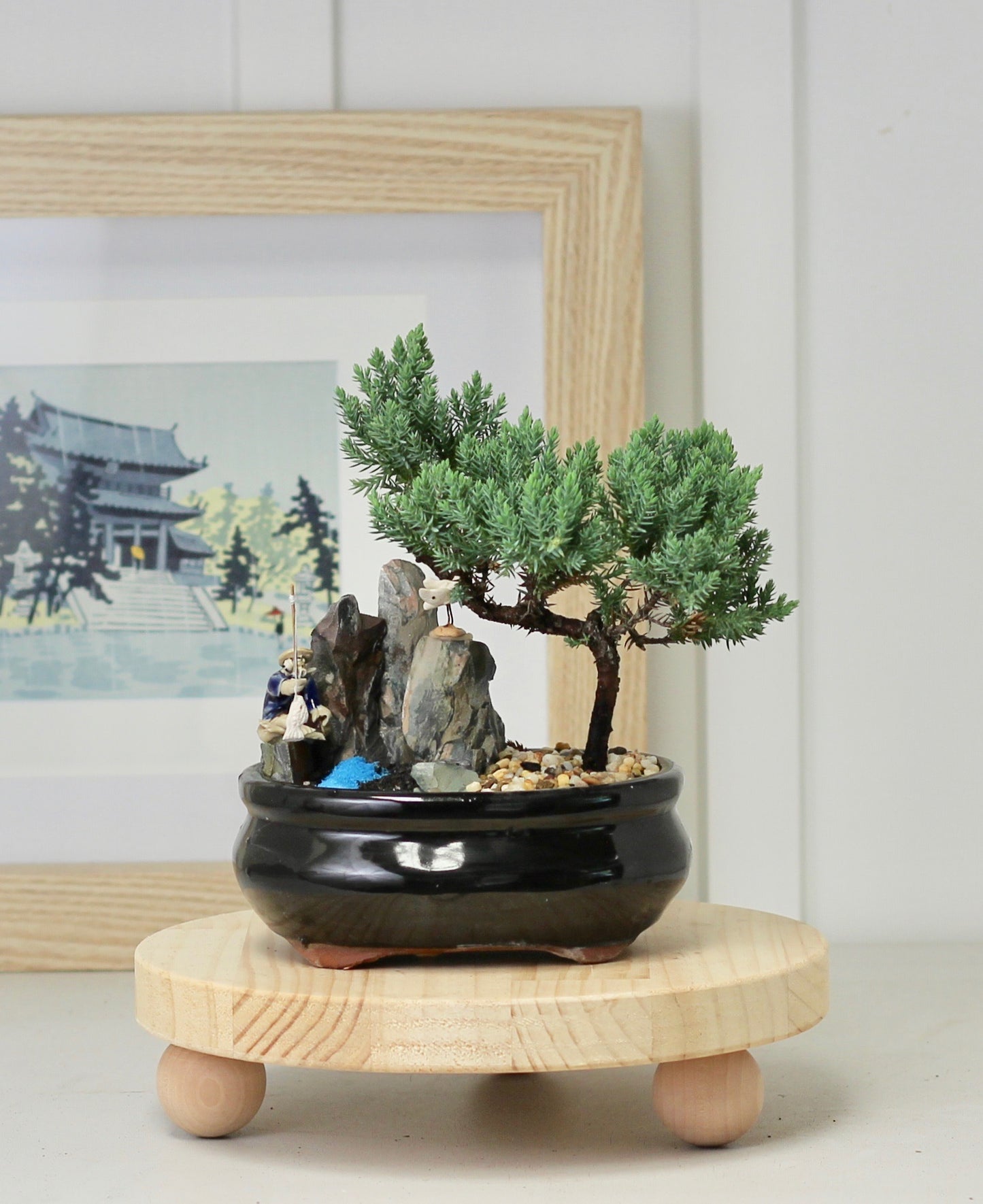 Bonsai Coastal Setting - Juniper - 22cm