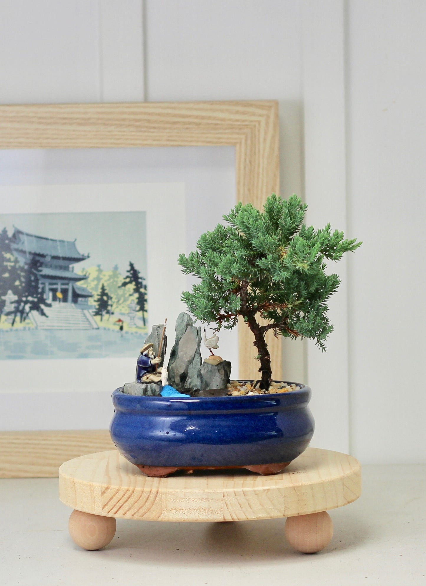 Bonsai Coastal Setting - Juniper - 22cm