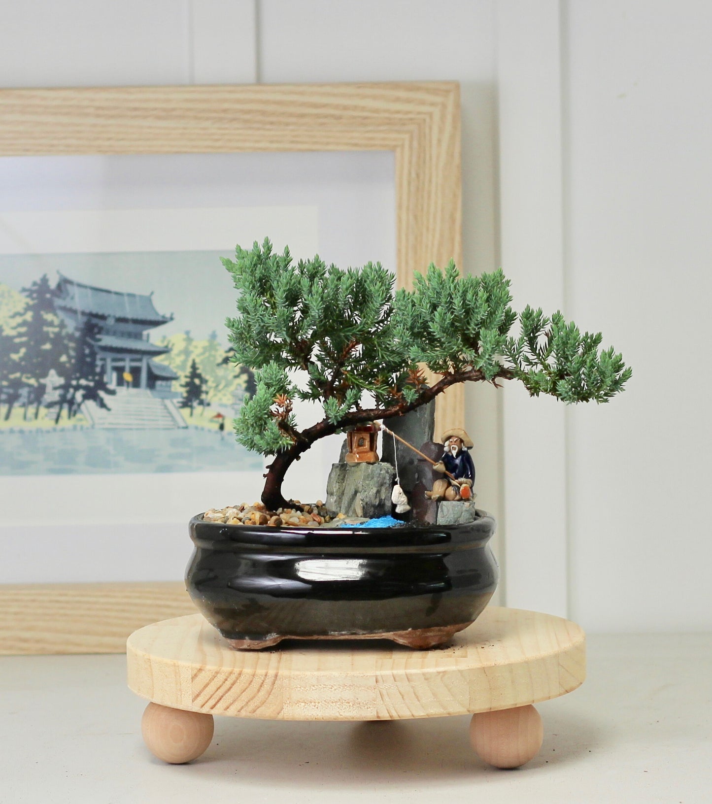 Bonsai Coastal Setting - Juniper - 22cm