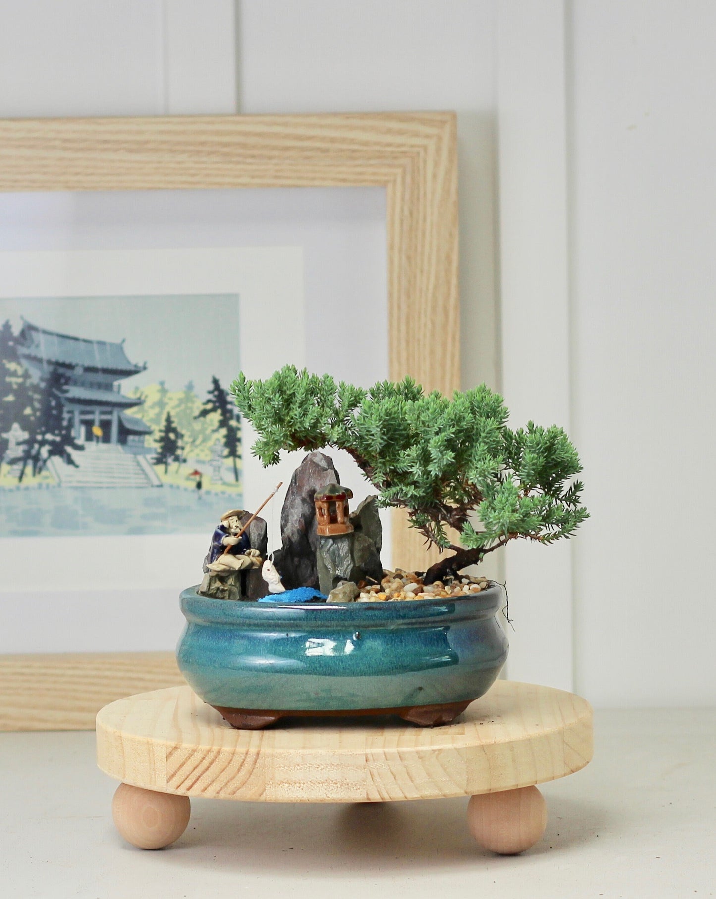 Bonsai Coastal Setting - Juniper - 22cm