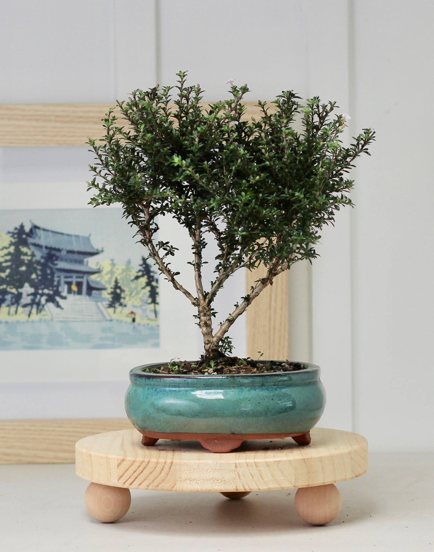 Bonsai - Kyoto Serissa - 京都, Kyōto - 30cm