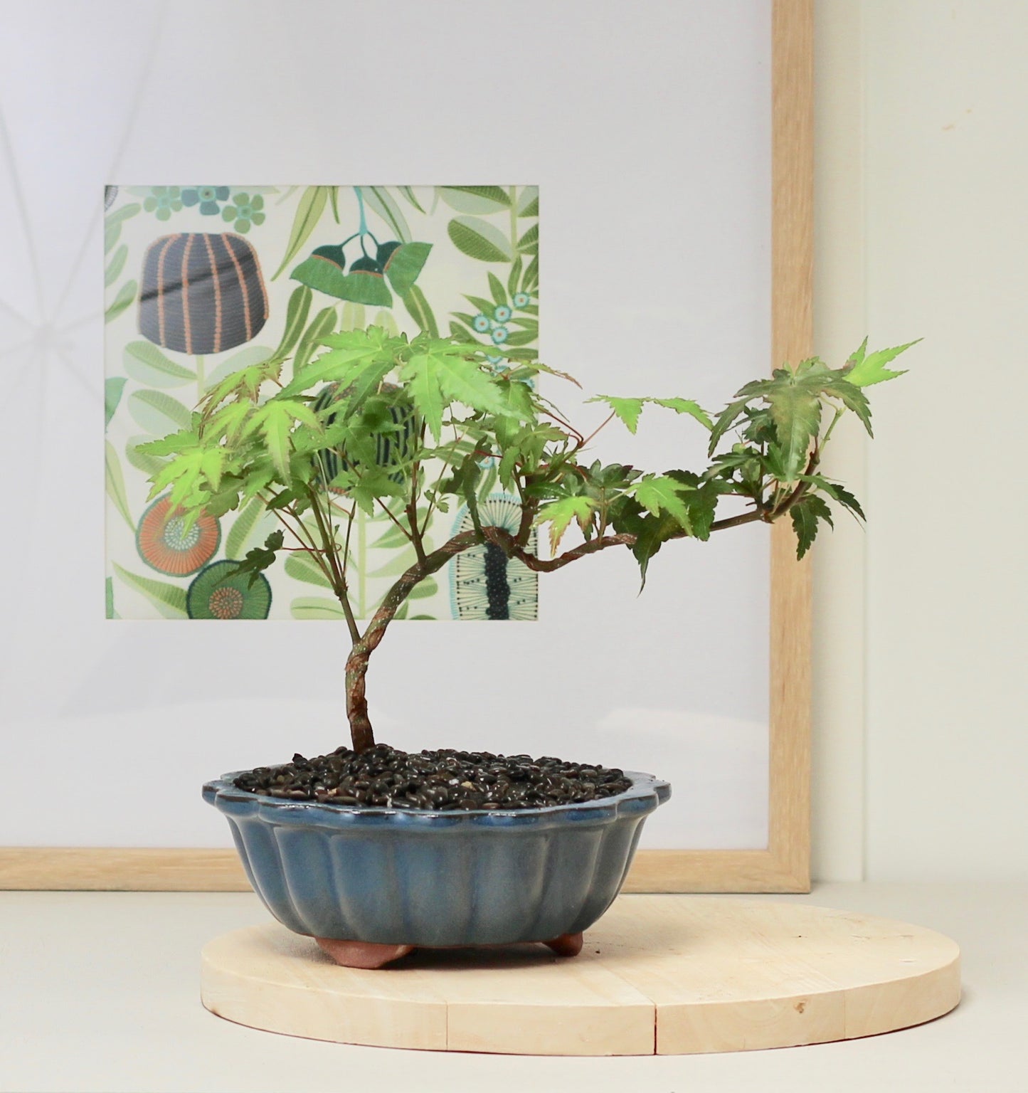 Bonsai - Japanese Maple - Henny  - 35cm